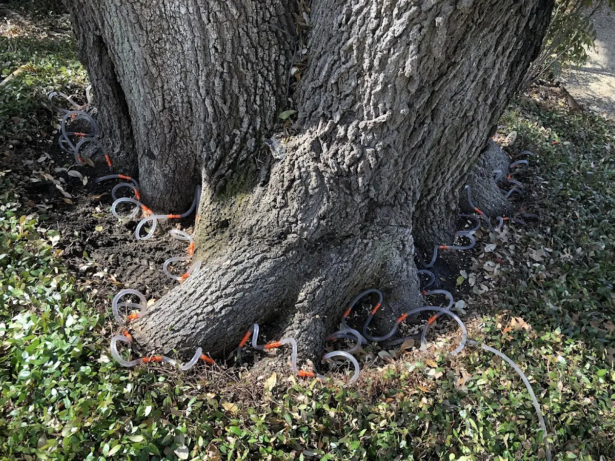 Detailed Tree Cabling and Bracing job site in Whitetail