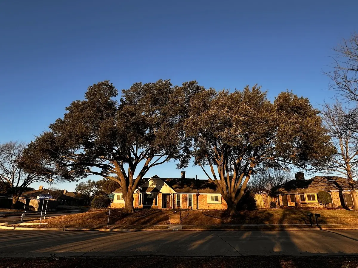 Established residential canopy tree shading a home in Whitetail